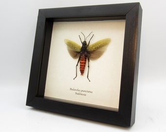 Real grasshopper framed taxidermy - Aularches punctatus