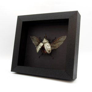 Real Western Hercules beetle framed - Dynastes grantii - large