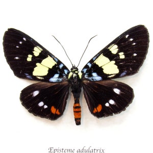 May include: A black and white butterfly with yellow and blue markings. The butterfly has orange and red accents on its body. The butterfly is mounted on a white background. The text "Episteme adulatrix Vietnam" is printed below the butterfly.