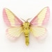 see more listings in the Moths section