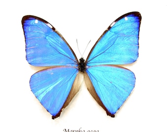 il_340x270.5401771996_sote.jpg il_340x270.5401771996_sote.jpg