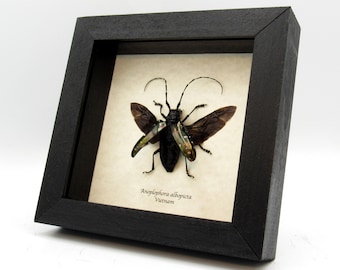 Real large black Longhorn beetle framed - Anoplophora albopicta