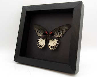 Puede incluir: Una caja de sombra enmarcada en negro con una mariposa blanca y negra con acentos rojos. La mariposa está montada sobre un fondo negro.