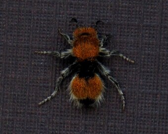 Cow Killer Ant - Etsy