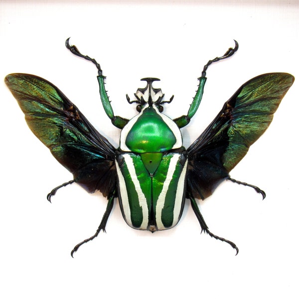 Green metallic scarab beetle framed taxidermy - Dicronorhina derbyana