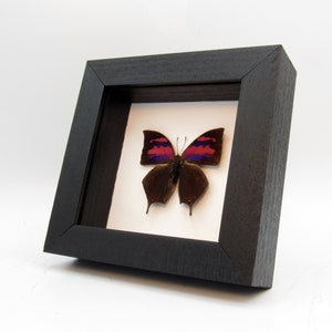 May include: A framed butterfly specimen with dark brown wings and pink and purple markings. The butterfly is displayed on a white background in a black wooden frame.
