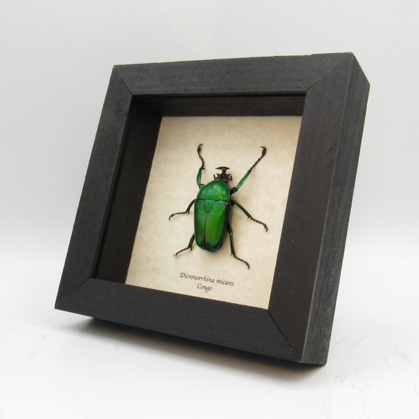 Large African Scarab beetle framed taxidermy - Dicronorrhina micans