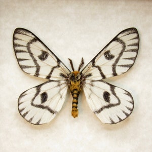 Rare Sagebrush Sheep moth framed taxidermy Hemileuca hera image 1