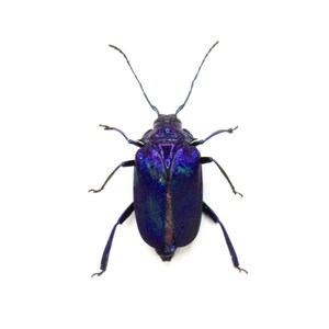 il_300x300.4680418524_jqtx.jpg