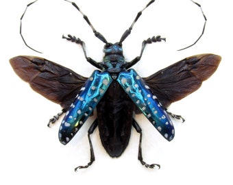Rare large turquoise longhorn beetle framed - Anoplophora sollii