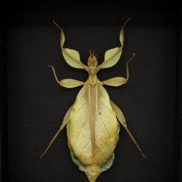 Real Philippine Walking Leaf bug framed taxidermy -Phyllium philippinicum - female