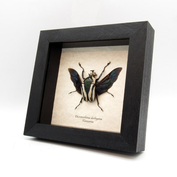 Real green Scarab beetle framed taxidermy - Dicronorhina derbyana