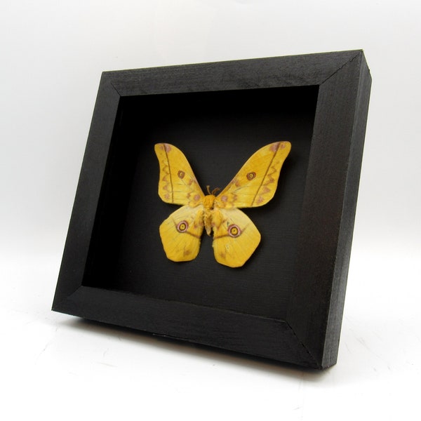 Real Giant Emperor moth framed taxidermy - Nudaurelia dione