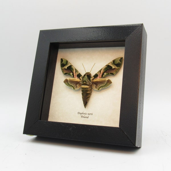 Real XL Oleander Hawk Moth framed - Daphnis nerii (female)
