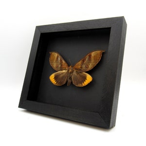 May include: A framed insect specimen of a brown moth with orange wing tips. The moth is displayed on a black background in a black frame.