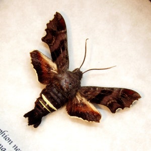 May include: A brown and black moth with white markings on its wings. The moth is pinned to a white background.