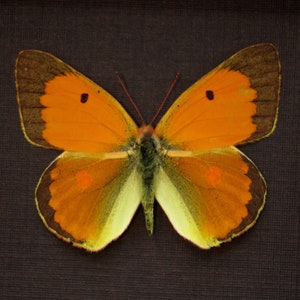 Real Danube Clouded Yellow butterfly framed taxidermy - Colias myrmidone