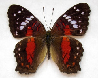 Real red framed butterfly taxidermy - Anartia amalthea