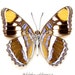 see more listings in the N American Butterflies section