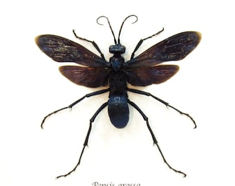 本物の大型タランチュラ・ホーク・ワスプの剥製 - Pepsis grossa