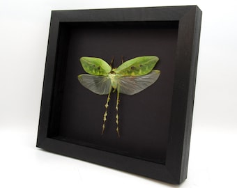 Real Giant Thorny Legged Katydid framed taxidermy - Ancylecha fenestrate - female