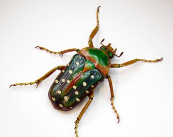 【18mm】不均一なドット模様が美しい大柄なズンズリハムシ 標本甲虫タマムシスハ 本物の水玉模様のコガネムシの額入り剥製 - Stephanorrhina guttata