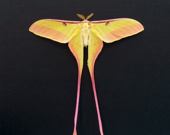 Rare pink Chinese Moon Moth framed - Actias dubernardi - Victorian mount