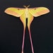 see more listings in the Moths section