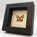 see more listings in the S American Butterflies section