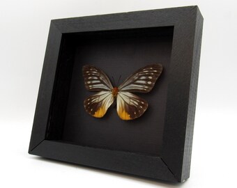 Real Freak butterfly framed taxidermy - Calinaga buddha