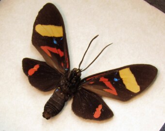 Real Day Flying moth framed taxidermy - Arctiidae species