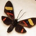 see more listings in the Moths section