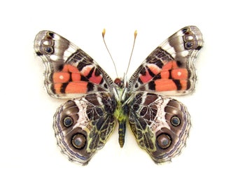 本物の喪服蝶の剥製 - Nymphalis antiopa - Etsy 日本