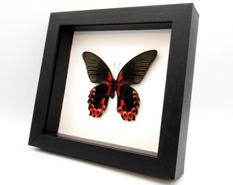 珍しいオオアゲハの剥製（額入り） - Papilio deiphobus - メス