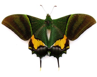 Real rare Kaiser-i-Hind Swallowtail butterfly framed - Teinopalpus imperialis - Victorian mount