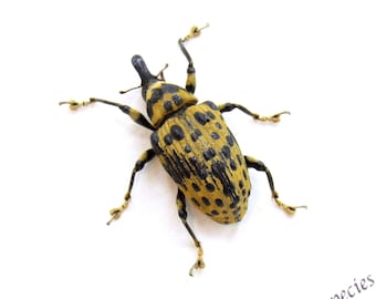 Real Weevil framed beetle taxidermy - Curculionidae species