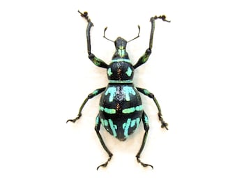 CHARARANÇOIS MANIA - Taxidermie encadrée par un véritable scarabée métallique vert - Metapocyrtus perpulcheroides - grande femelle