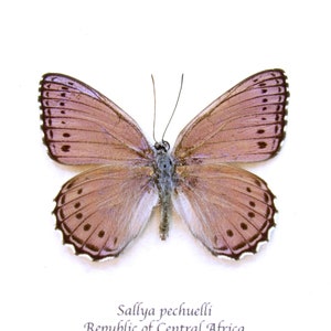 本物の額入り剥製の蝶 - Charaxes zingha - Etsy 日本