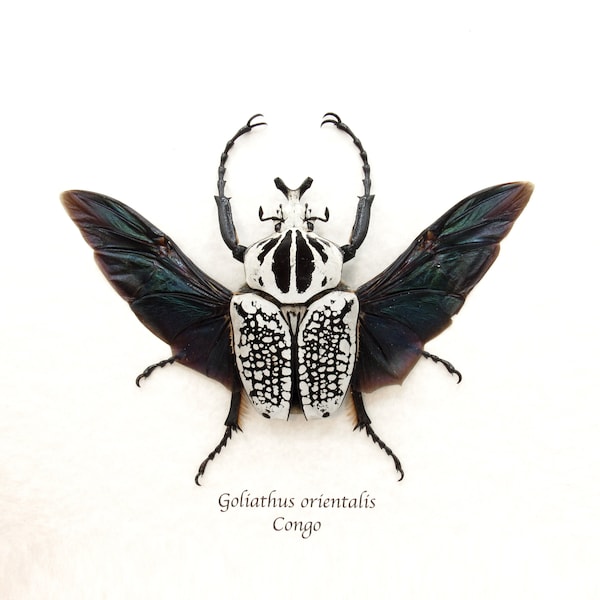 Real XL Flower Beetle framed taxidermy - Goliathus orientalis