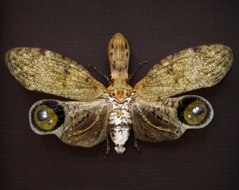 Very large Peanut Head Lanternfly - Fulgora laternaria - XL female