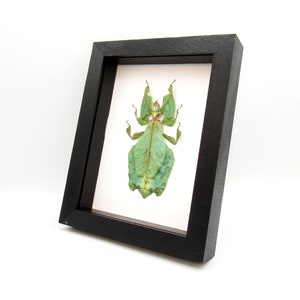 May include: A framed insect specimen of a green leaf insect. The insect is displayed on a white background with a black frame.