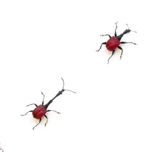 Echte kleine giraffenkevers ingelijst - Trachelophorus giraffa - paar mannetjes en vrouwtjes