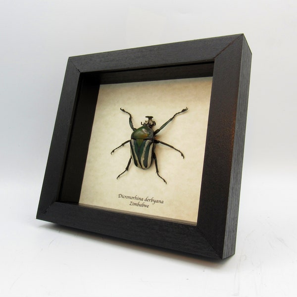 Large green metallic scarab beetle framed taxidermy - Dicronorhina derbyana