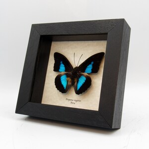May include: A framed butterfly specimen with blue and black wings. The butterfly is labeled "Prepona eugenes Peru".