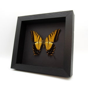 Rare large Two-Tailed Swallowtail framed - Papilio multicaudata grandiosus - minor damage