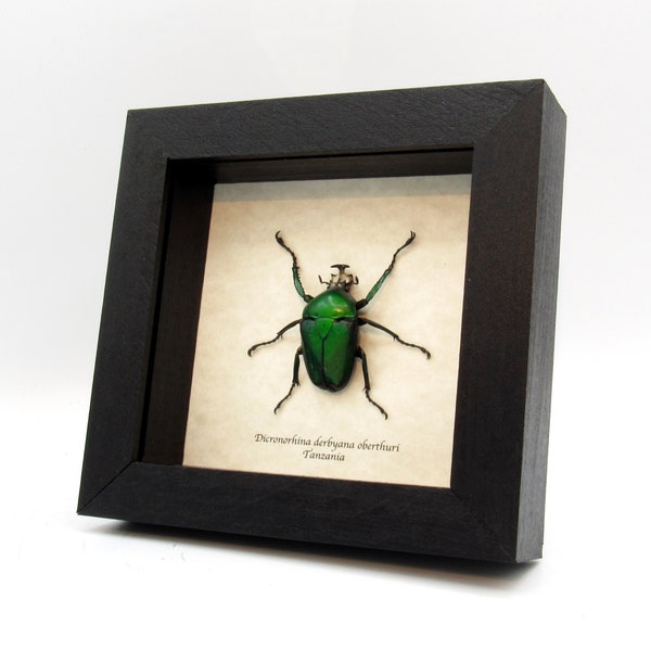 Green metallic Scarab beetle framed - Dicronorhina derbyana oberthuri