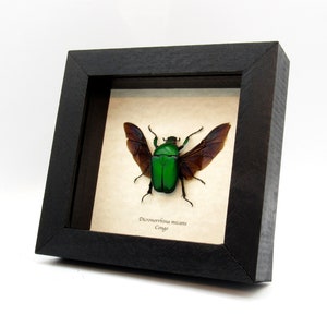 Green African Scarab beetle framed - Dicronorrhina micans - female