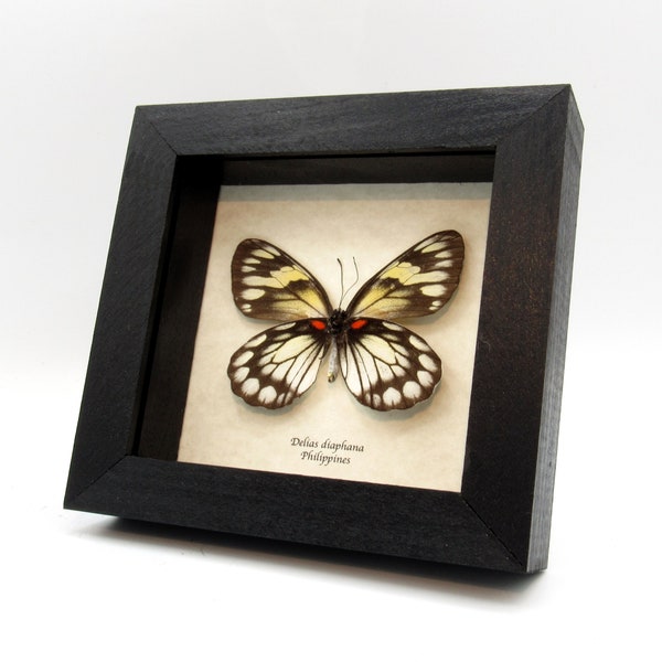 Real black and white Delias butterfly framed taxidermy - Delias diaphana - female