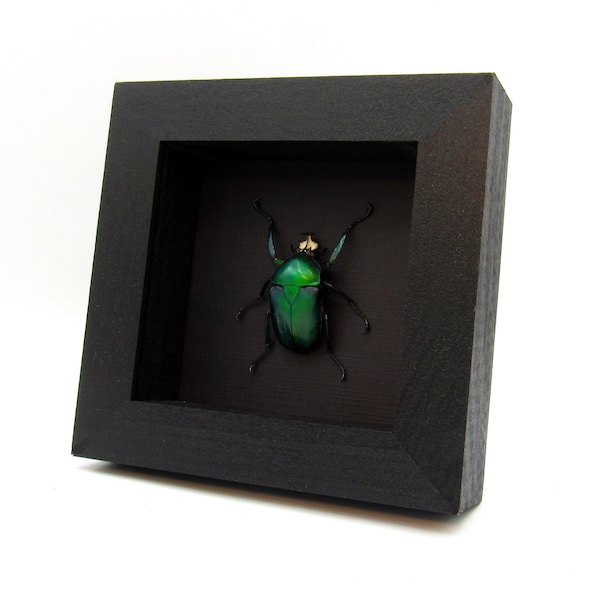 Large green metallic Scarab beetle framed - Dicronorhina derbyana oberthuri