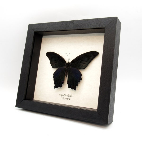 Real Giant Peacock Swallowtail butterfly framed taxidermy - Papilio dialis